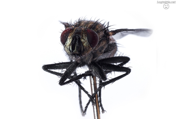 Makro-Fotografie einer Fliege