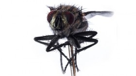Makro-Fotografie einer Fliege